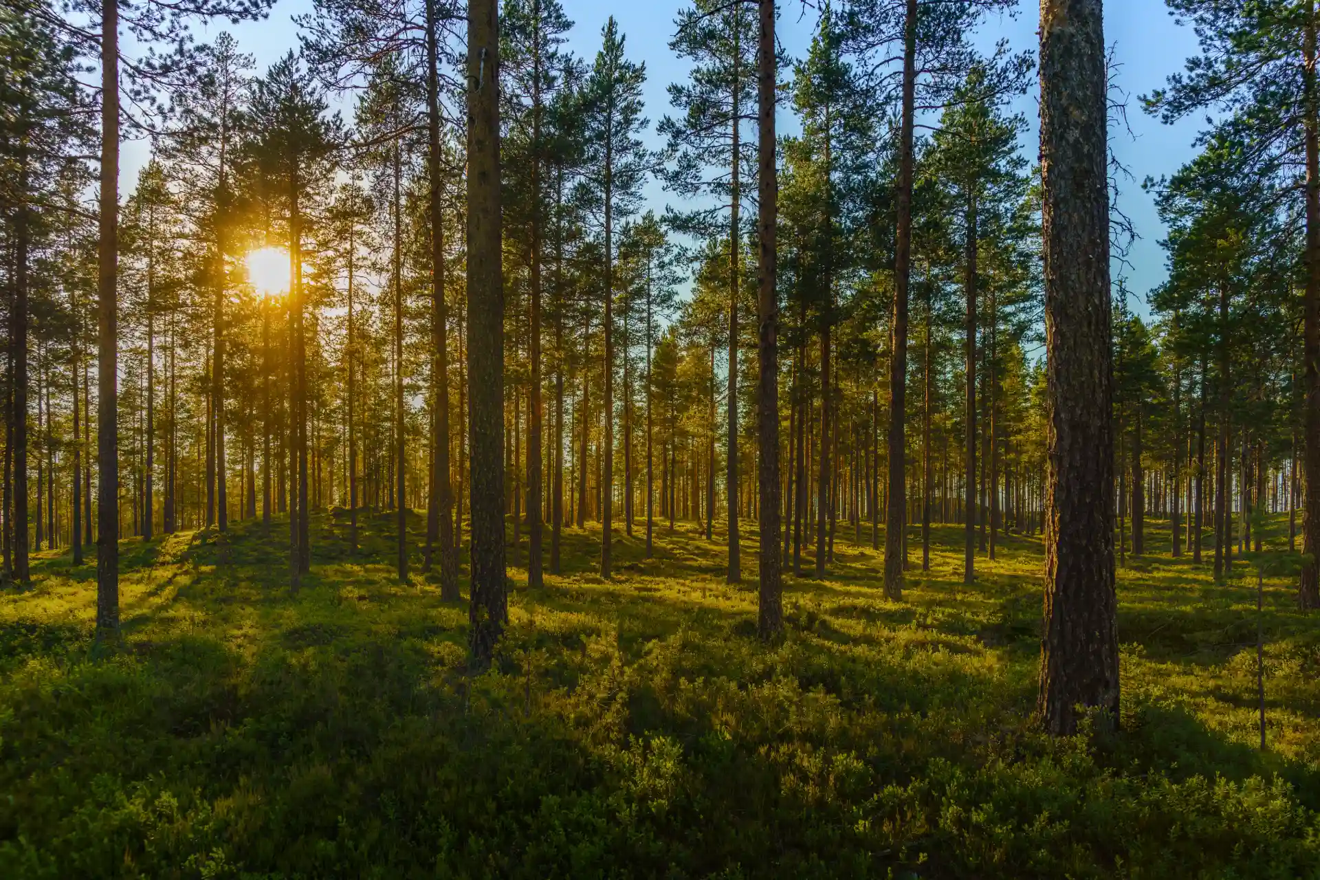 Solfjäll genom tät skog
