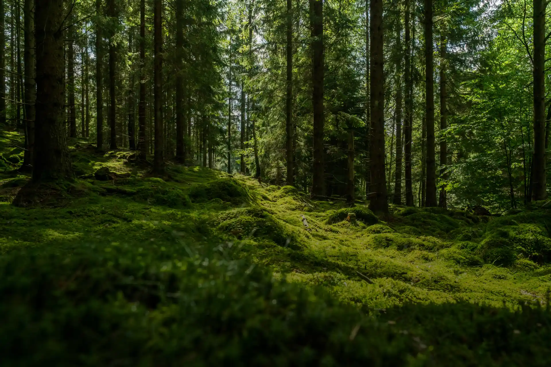 Grönskande skog med mossig mark